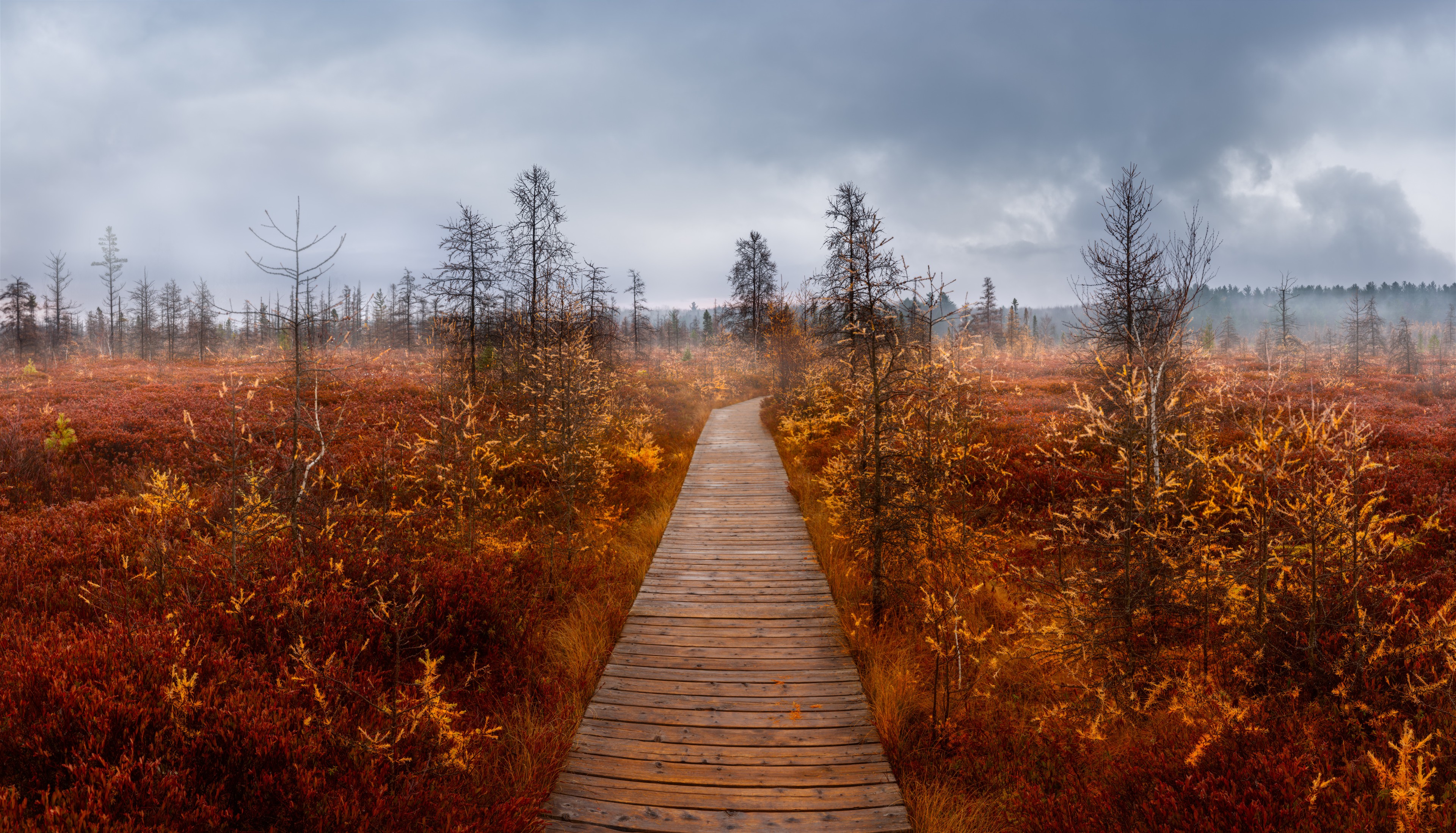 Foggy Fall Boardwalk - Mer Bleue, Mer Bleue