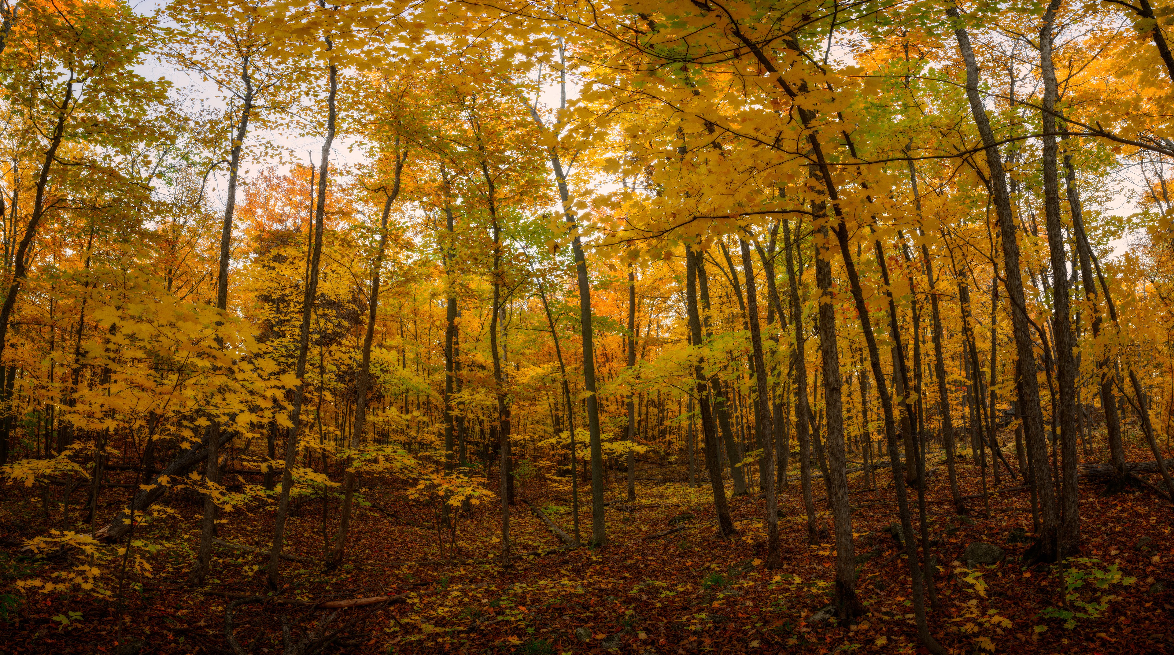 Fall Yellows in Gatineau Park., Gatineau Park