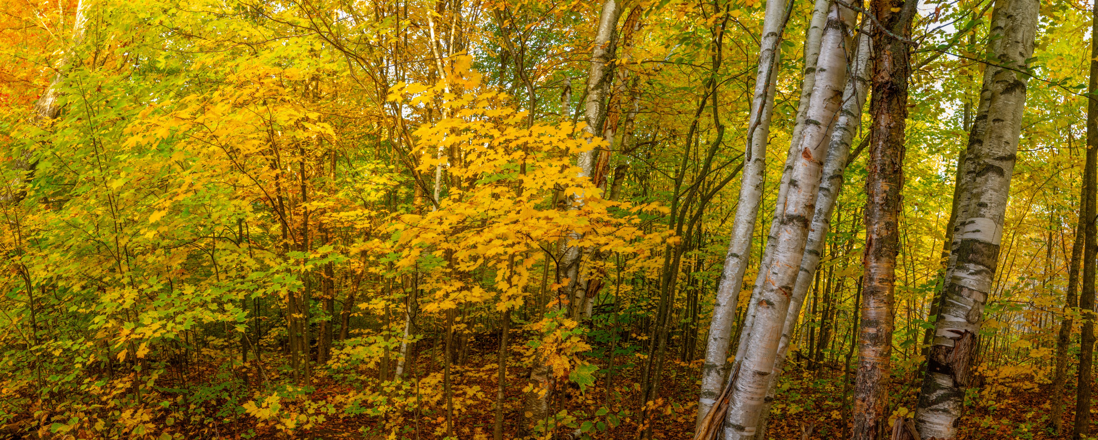 Fall Leaves with Birch Trees in Mer Bleue, Mer Bleue