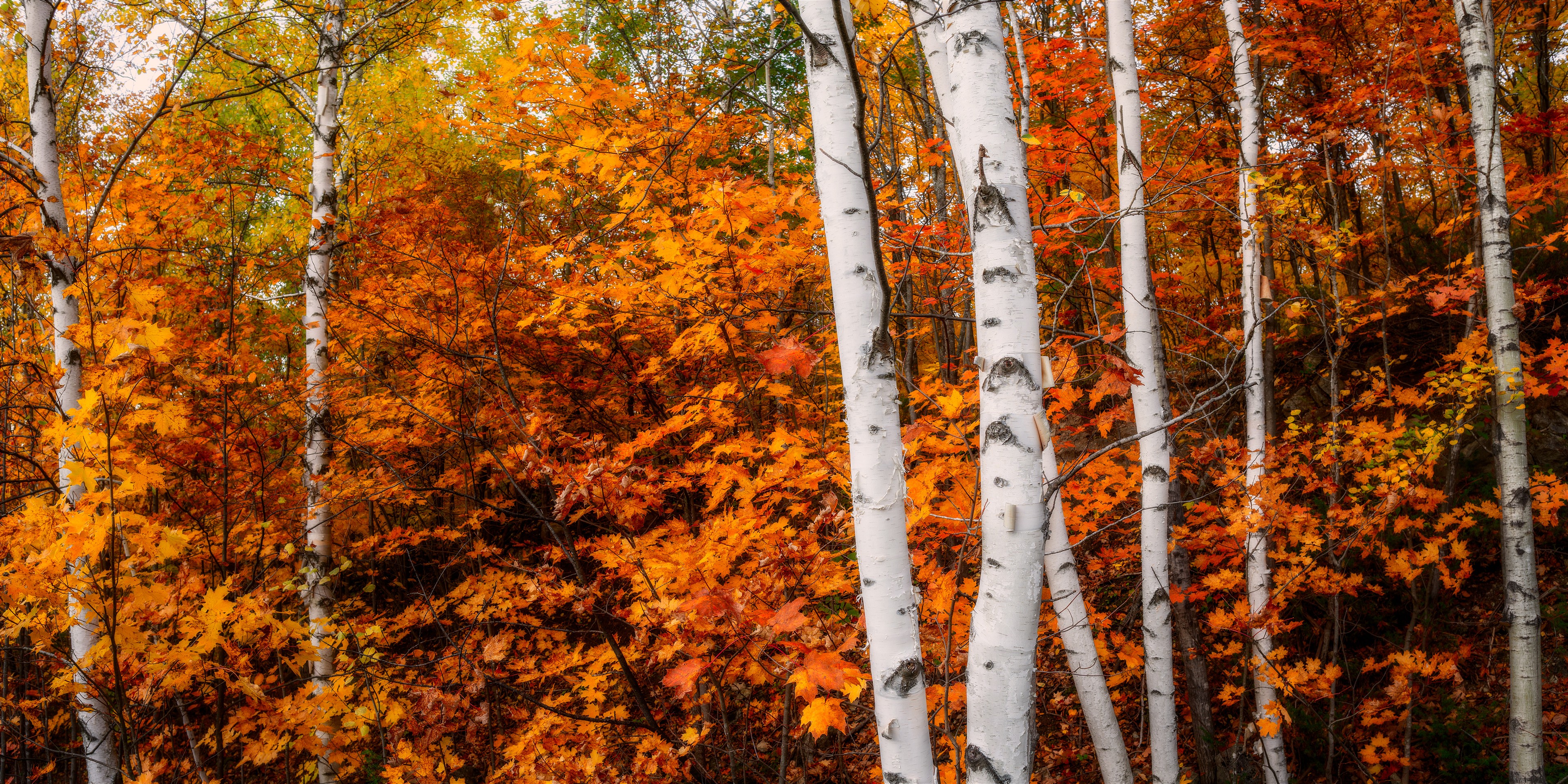 Gatineau Park Birch Cluster with Red's II, Gatineau Park