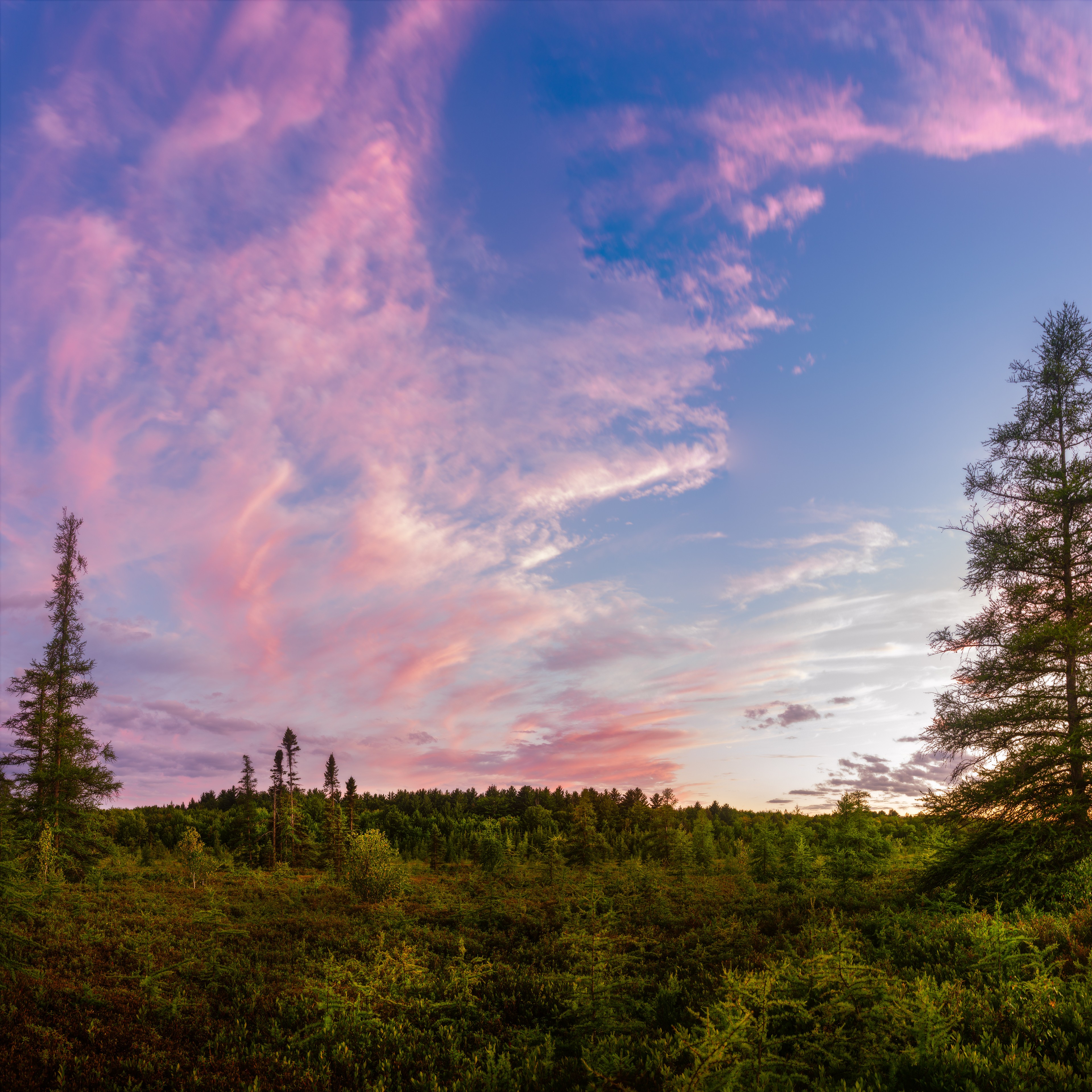Pink Clouds over Mer Bleue, Mer Bleue Conservation Area