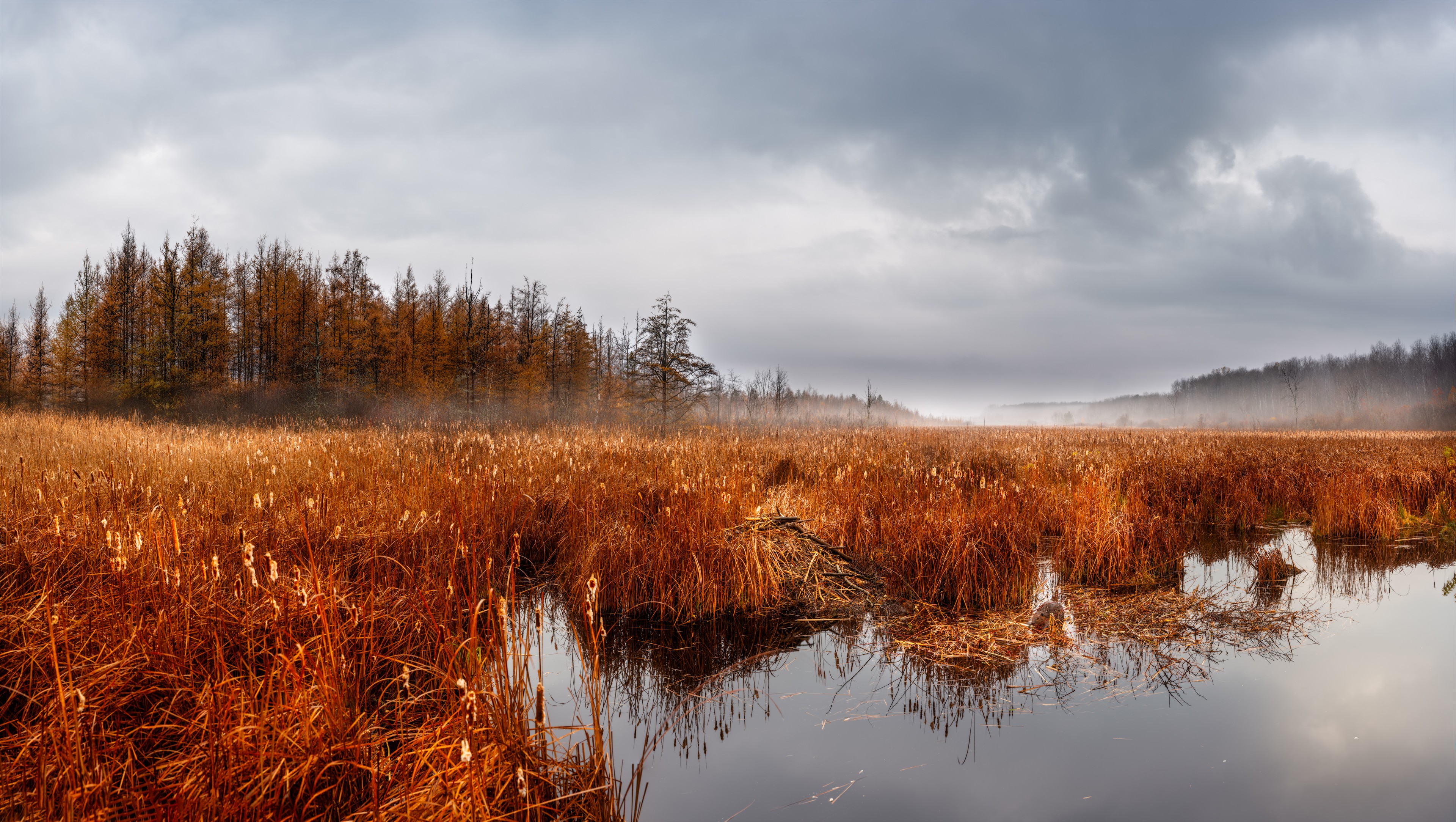 Busy Beavers on a Foggy Fall Morning, Mer Bleue