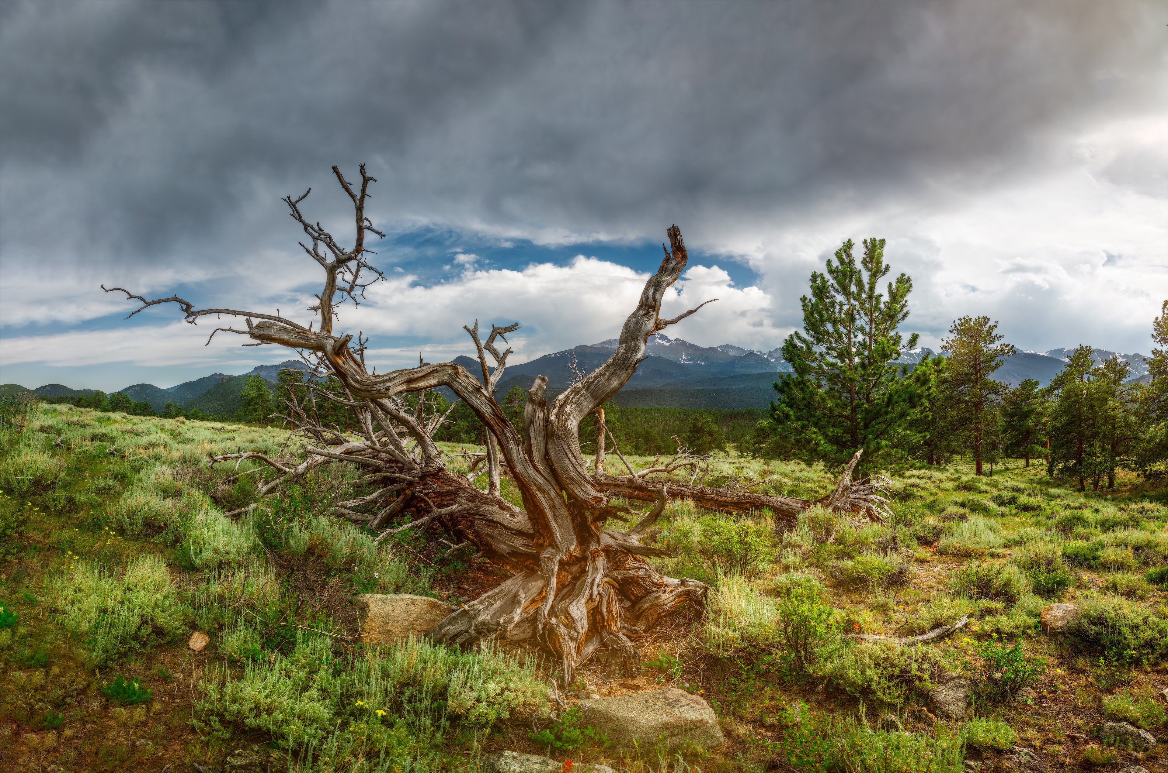 Fallen Giant Beneath the Rockies, Rocky Mountain National Park