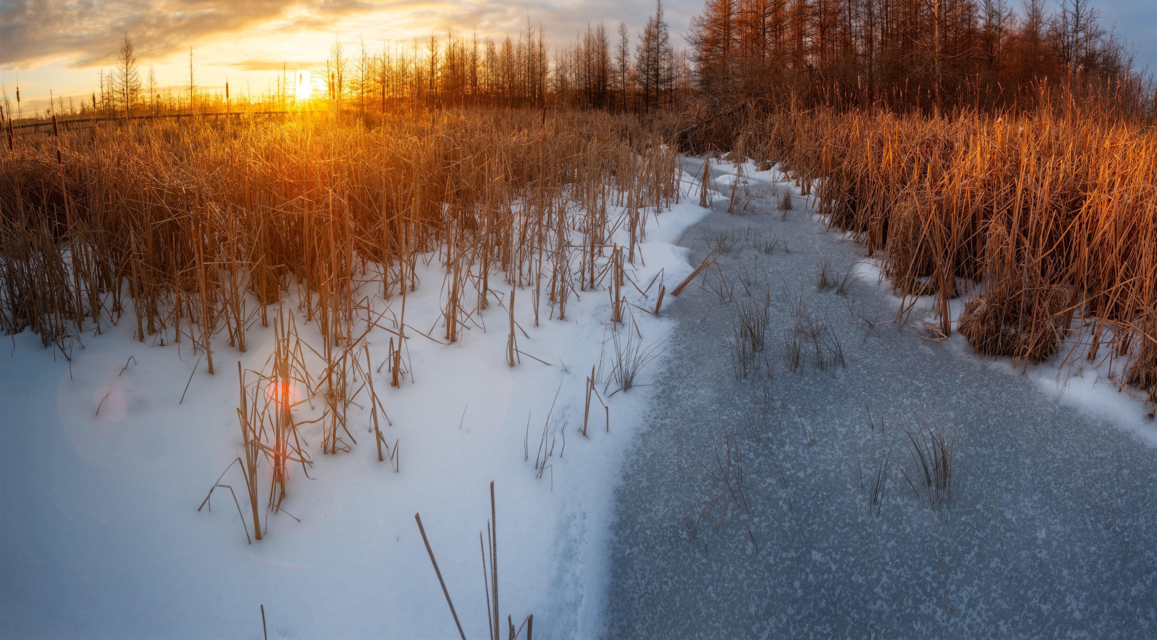 Winter Gold at Mer Bleue, Mer Bleue