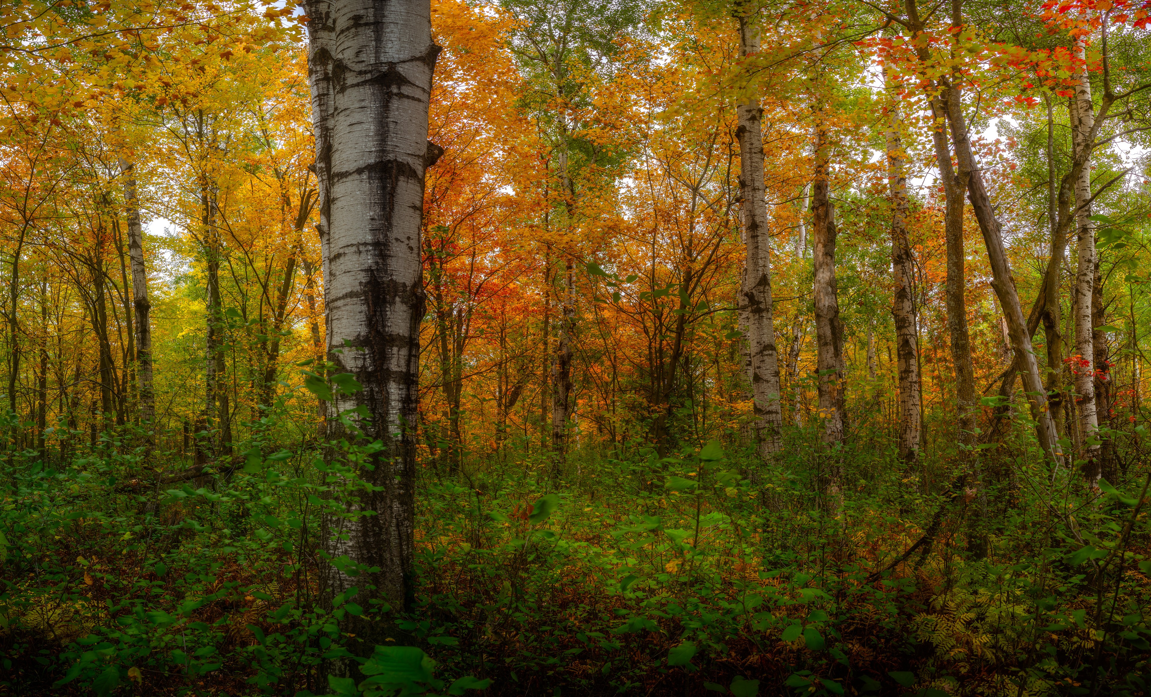 Wandering through the forest in Gatineau Park in Chelsea, Quebec., Gatineau Park