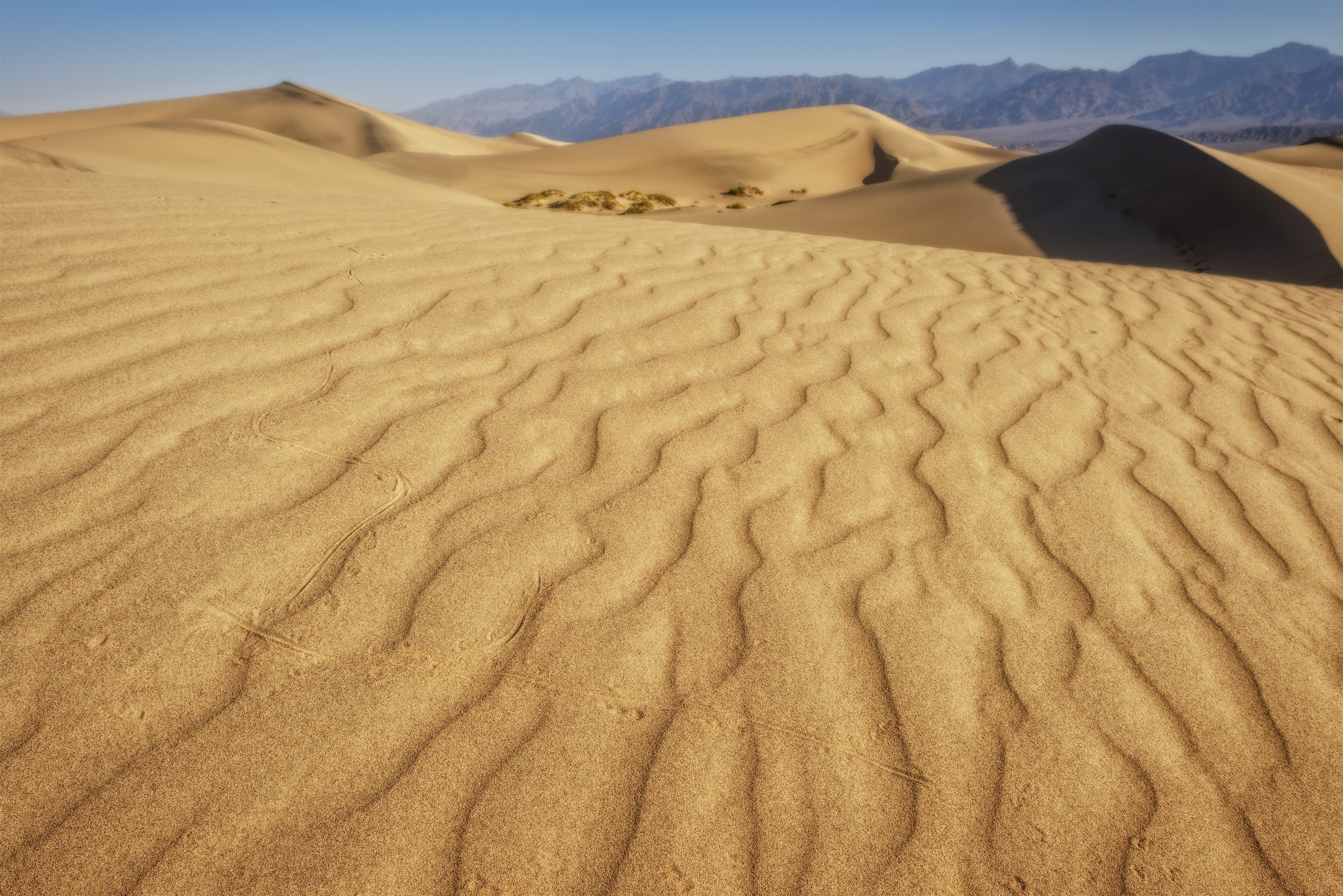 A Gecko’s Passage, Death Valley National Park