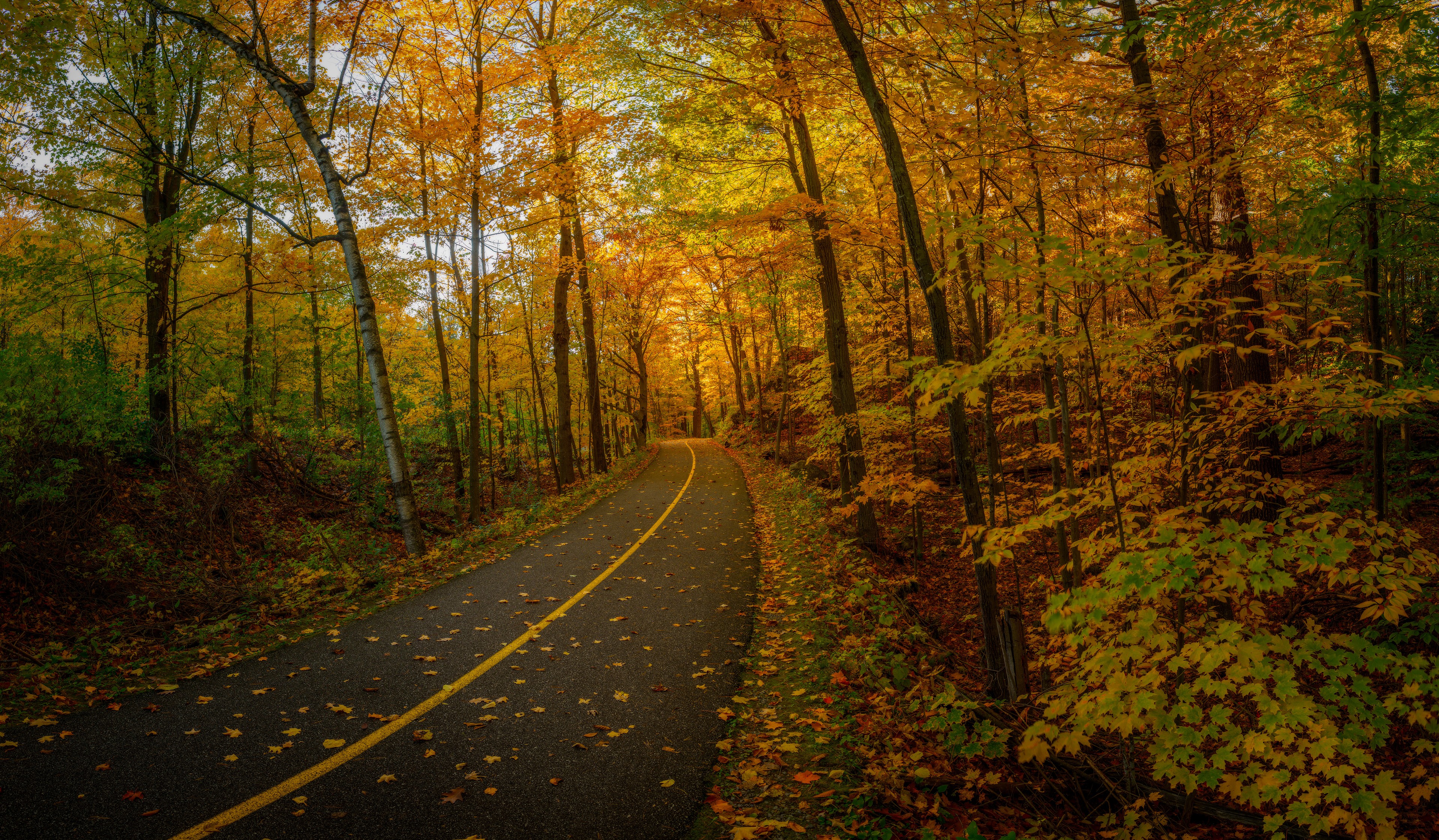 Trail #5, Fall afternoon before sunset., Gatineau Park